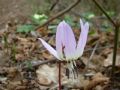 Erythronium dens-canis